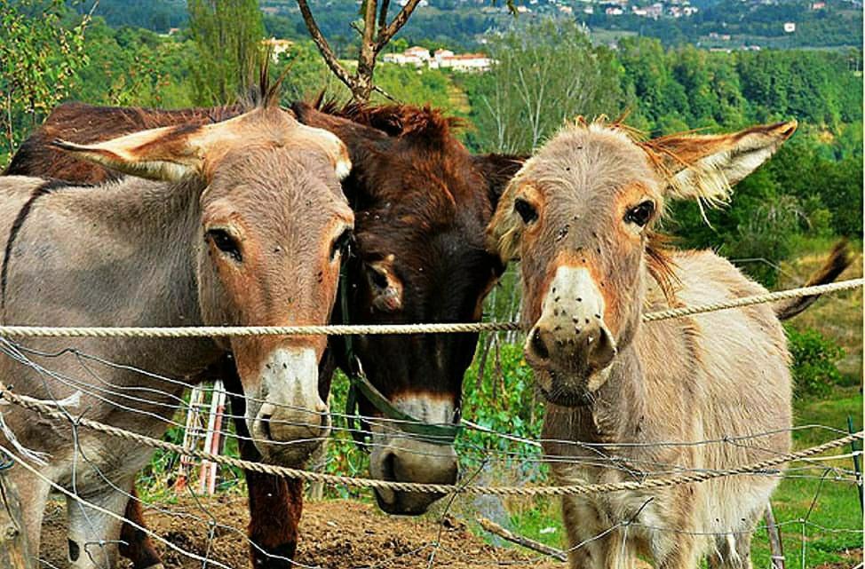 Agriturismo Paneolio Villa Collemandina Екстер'єр фото